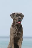 CANE CORSO 237